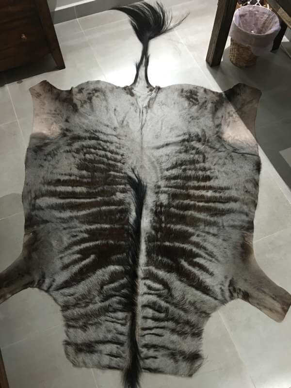 Blue Wildebeest hide