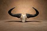 Blue Wildebeest skull plate Blue Wildebeest skull plate