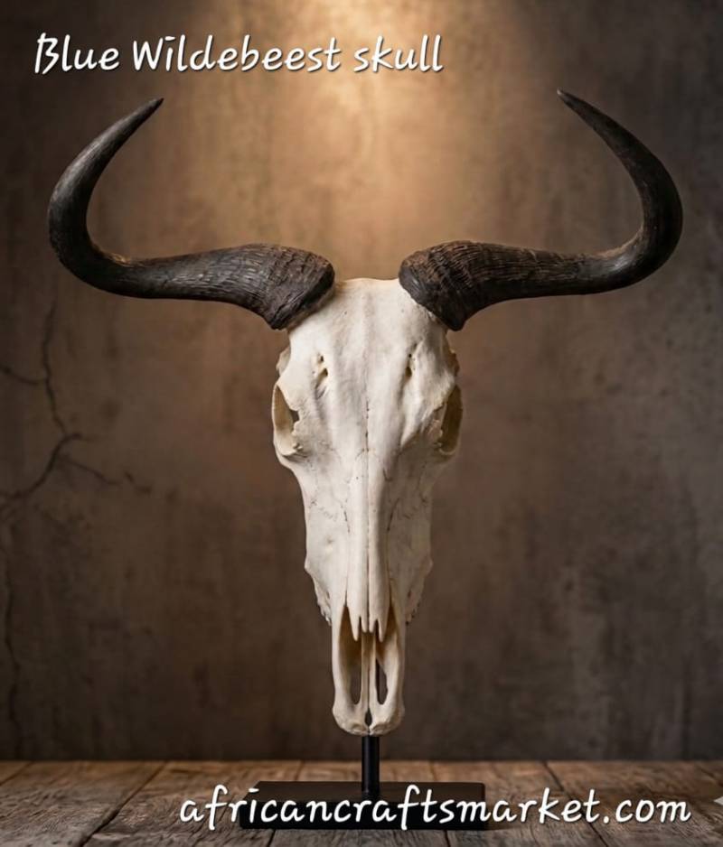 Blue Wildebeest skull African Blue Wildebeest skull