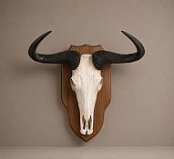 Blue Wildebeest skull - mounted Blue Wildebeest Horn Skull - mounted