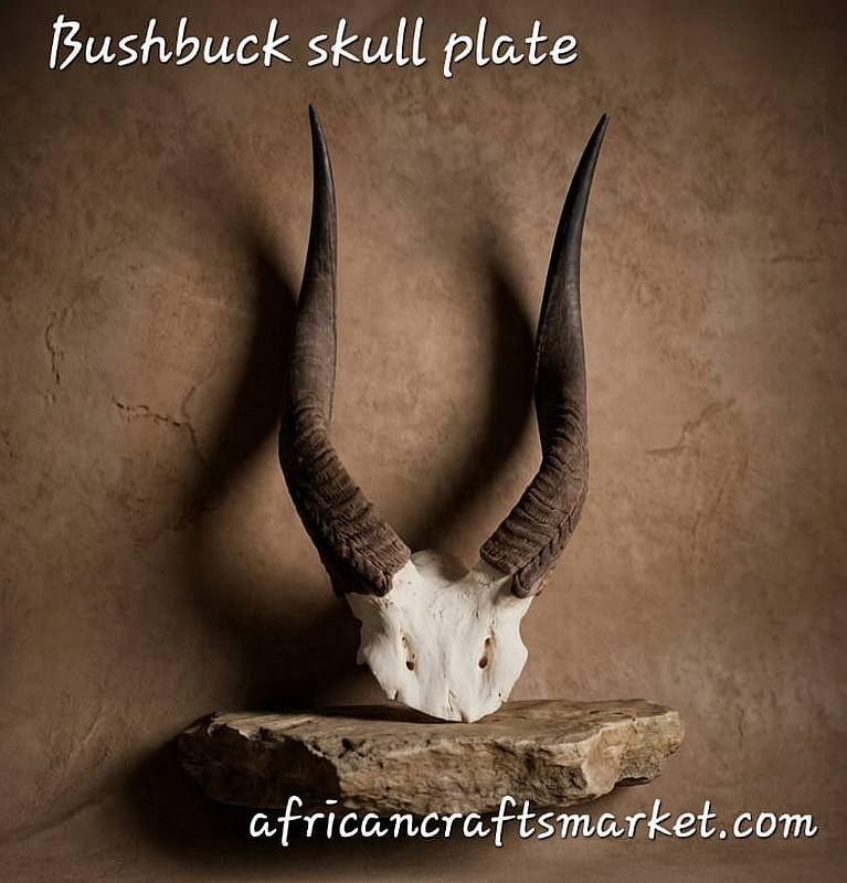 African Bushbuck skull plate