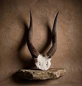 Bushbusck skull plate African Bushbuck Horn Skull Plate