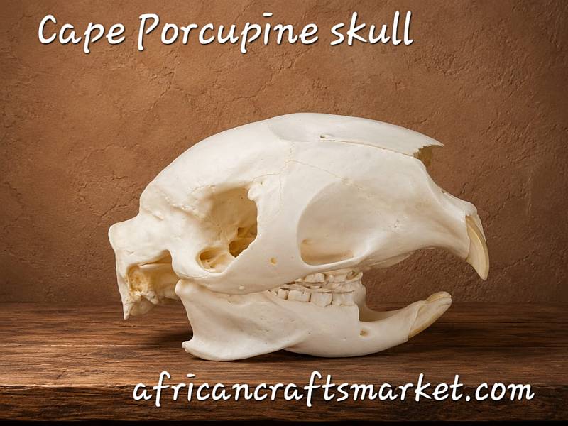 South African porcuioine skull South African porcuioine skull