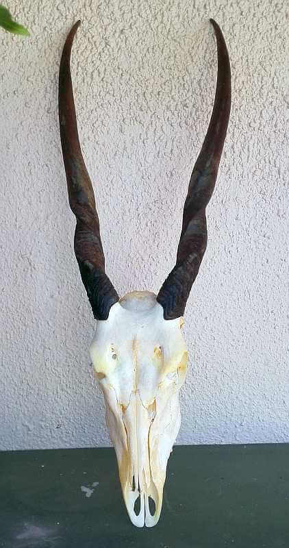African Eland skull