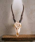Eland skull African Eland skull