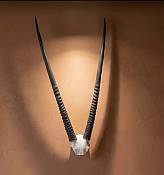 Gemsbok skull plate African Gemsbok Horn Skull Plate