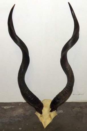 Greater kudu horn skull plate
