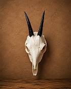 Duiker skull African Duiker Horns Skull