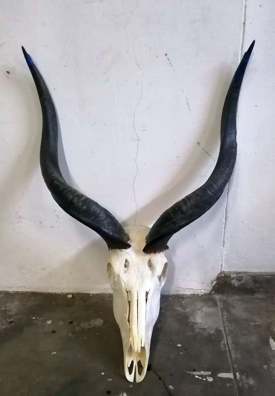 African Kudu skull  horns