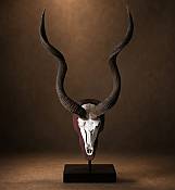 Kudu skul platel on shield African Kudu Horns Skull Plate - mounted