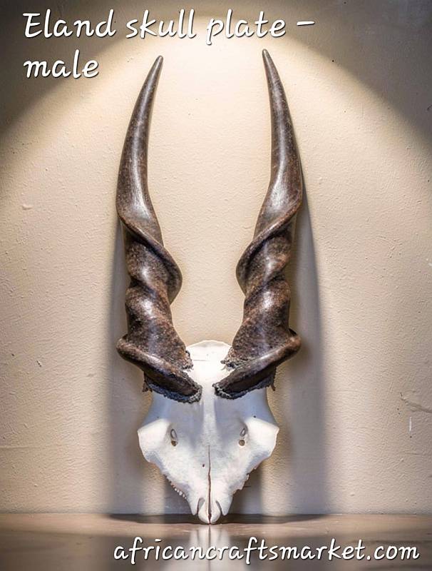 Eland skull plate - male