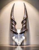 Eland skull plate male African Eland skull plate male