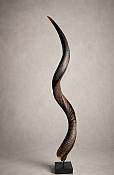 Authentic kudu horn trophy display from South Africa Natural South African kudu horn display collectible