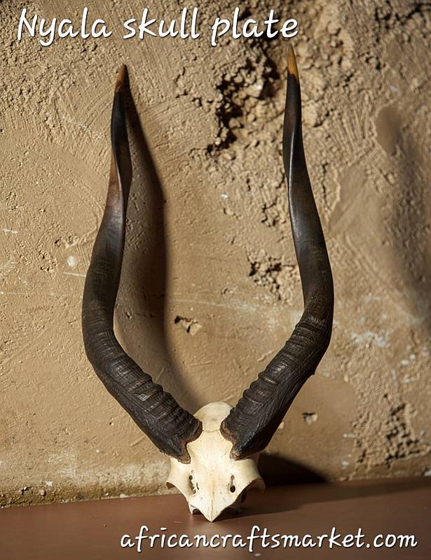 Nyala skull plate Nyala skull plate