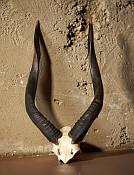 Hyala skull plate Nyala skull plate