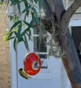 Ostrich egg bird feeder Ostrich egg bird feeder