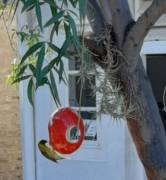 Ostrich egg bird feeder