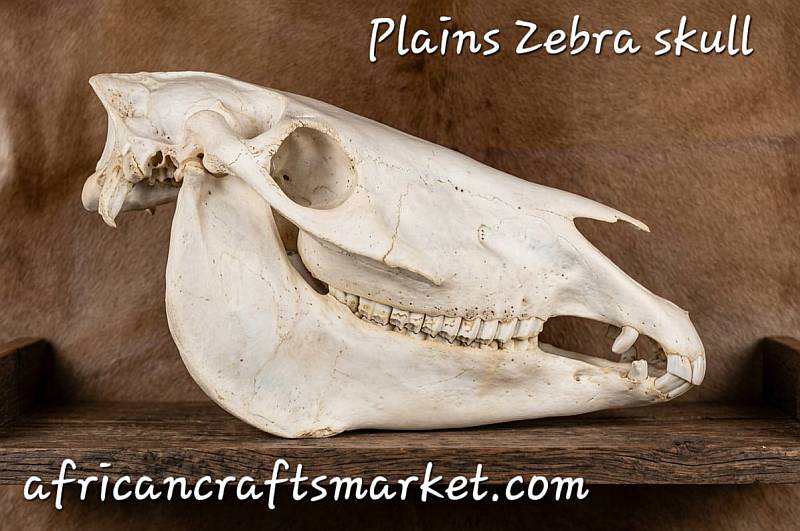 African Plains Zebra skull