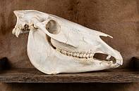 Zebra skull African Burchell / Plains Zebra skul
