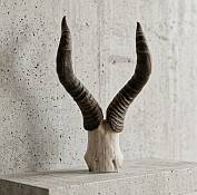 Red Hartebeest skull plate Red Hartebeest Skull Plate