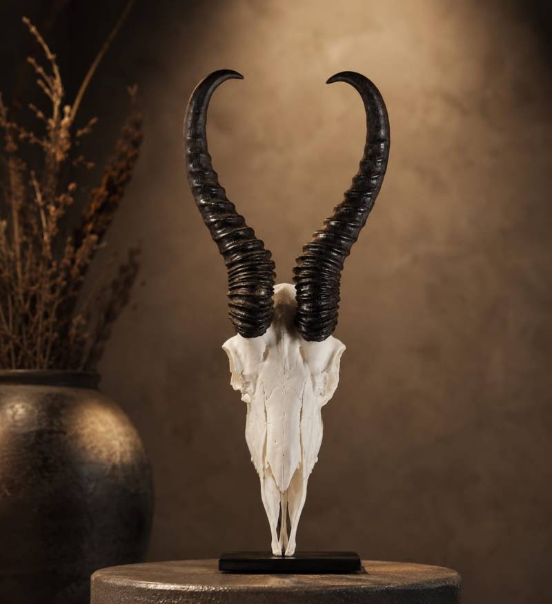 Springbok skull African Springbok Horn Skull