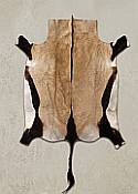 Premium Tanned Gemsbok Oryx Game Skin Quality Close-up view of the dense hair-on coat and high-quality, supple leather backing of a professionally tanned South African gemsbok hide