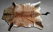 Premium Tanned Hartebeest Game Skin Quality Close-up view of the supple leather backing and short, fine hair-on coat of a professionally tanned Red Hartebeest skin