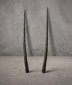 Gemsbok horns Natural Polished Gemsbok Horns