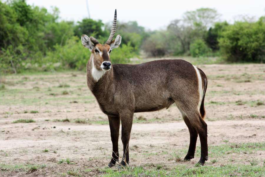 African waterbuck