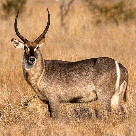 Waterbuck African Waterbuck